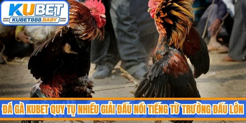 Đá gà Kubet quy tụ nhiều giải đấu nổi tiếng từ các trường đấu lớn trong khu vực